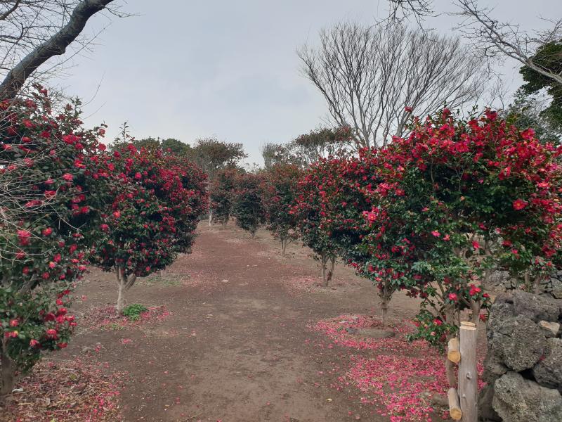 제주민속촌 처음 가봤는데 한 바퀴 돌면서 시간 보내기 좋았당 포토존 꽤 있었고 유채꽃이랑 동백꽃 되게 많이 봐서 좋았어ㅠ 근데 민속촌에 있을 때