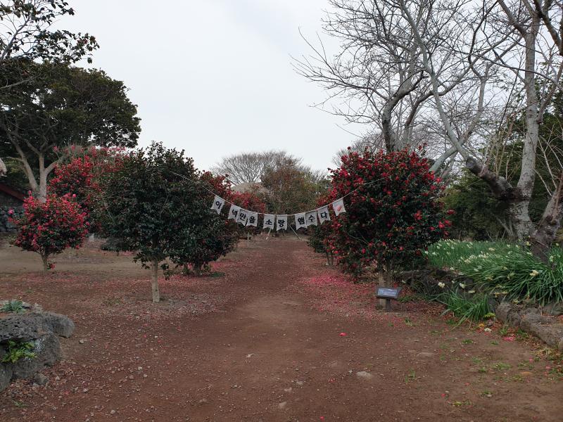 제주민속촌 처음 가봤는데 한 바퀴 돌면서 시간 보내기 좋았당 포토존 꽤 있었고 유채꽃이랑 동백꽃 되게 많이 봐서 좋았어ㅠ 근데 민속촌에 있을 때