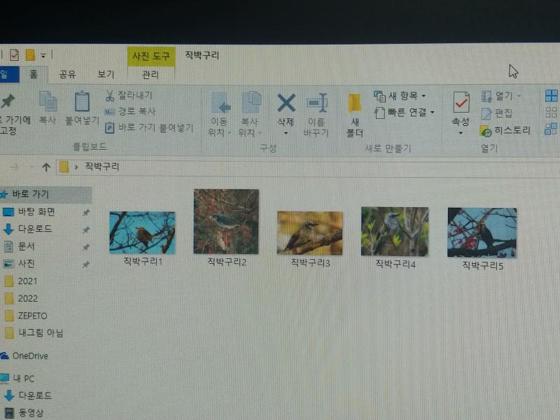 아 직박구리를 더 은밀하게 숨겨놓을까?? 찾았을때 더 허무하게말야