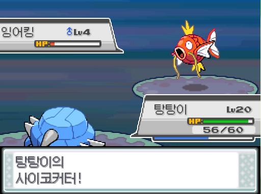 31번 도로에서 포켓몬과 만날 수 있는 횟수 최대 3회/현재 2회 31번 도로에서 트레이너와 배틀할 수 있는 횟수 최대 2회/현재 1회 31번