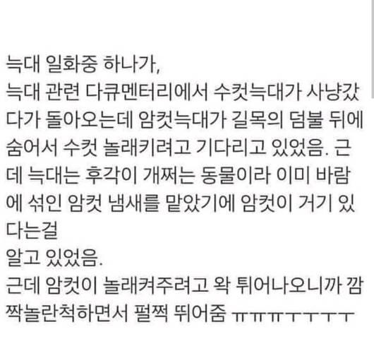 늑대에게 설레는 일화