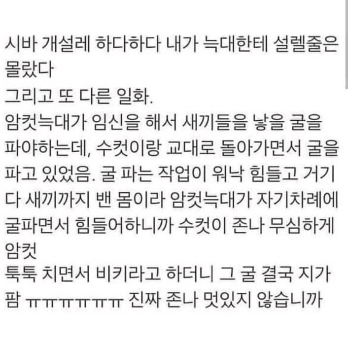 늑대에게 설레는 일화