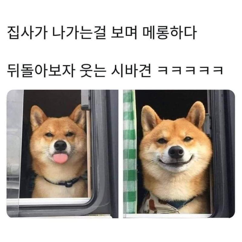 시바견