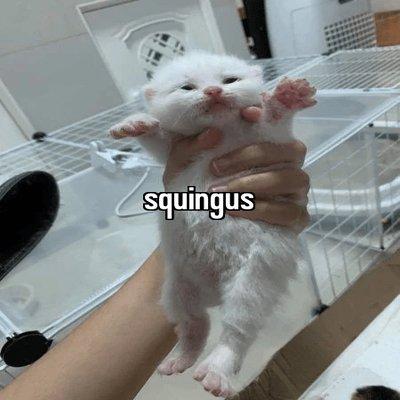 스큉거스