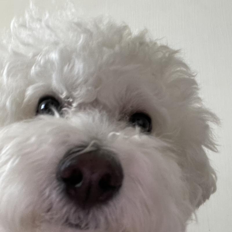 >>140 어..고마워?근데...난 중3? 과학 피피티 만드는데 자료조사..? 아무튼 고마워..? 😳 자세히 알려준 보답으로 여기 우리집 강아지