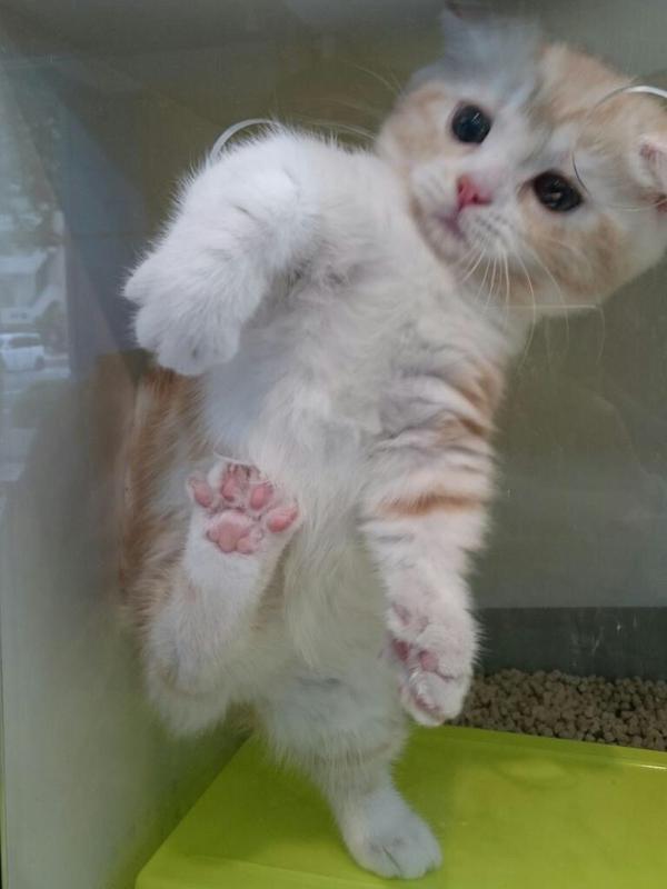 🐾