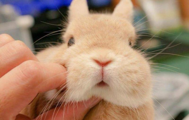 토끼! 🐰