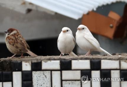 찹쌀떡(백색증 참새랑 제비)