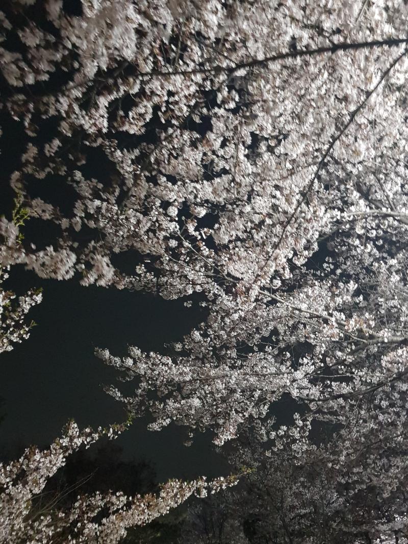 곧 만개하겠지 기대된다 봄이 오니 벚꽃사진!
