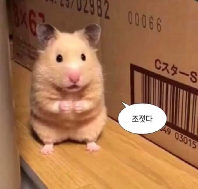 룰루