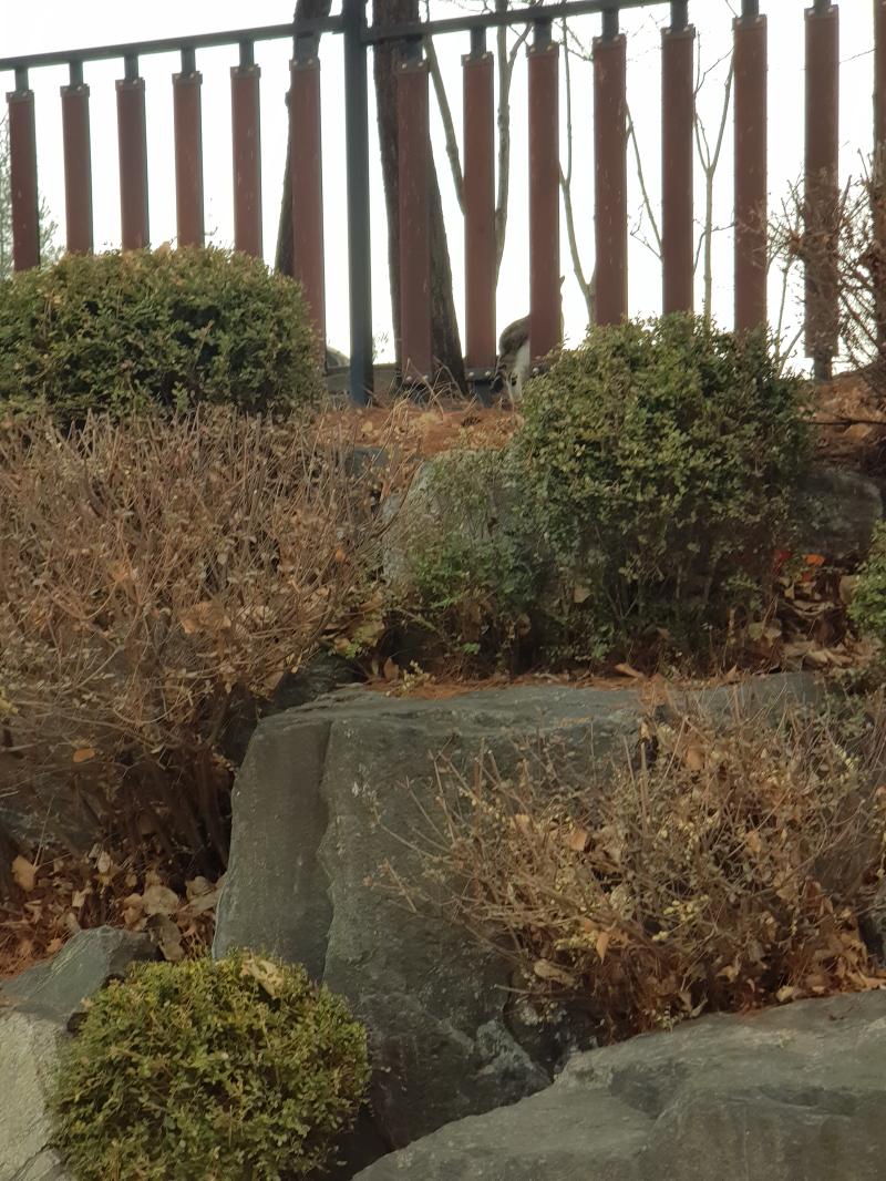 방금 본 고앵