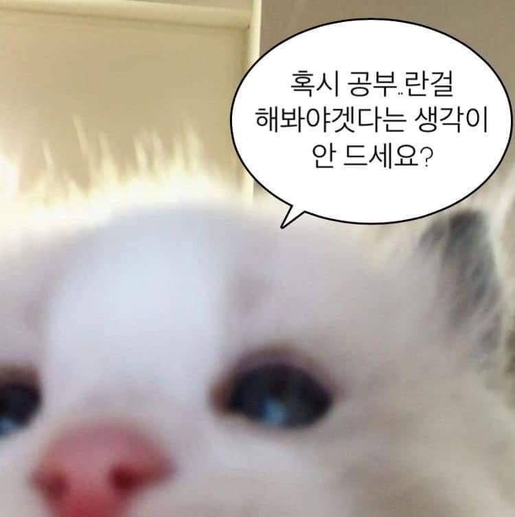 떼껄룩 모음집이며