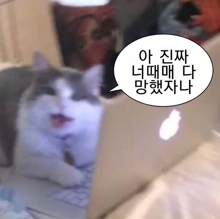 냥냥이