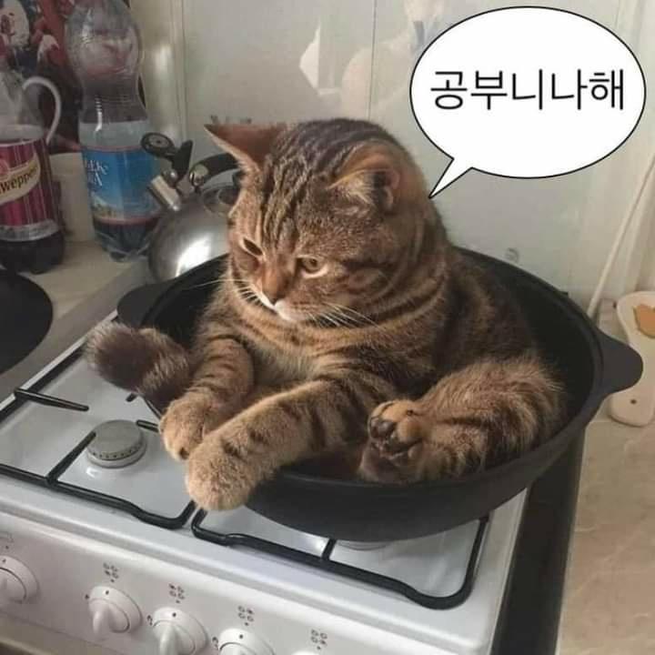 냥냥이