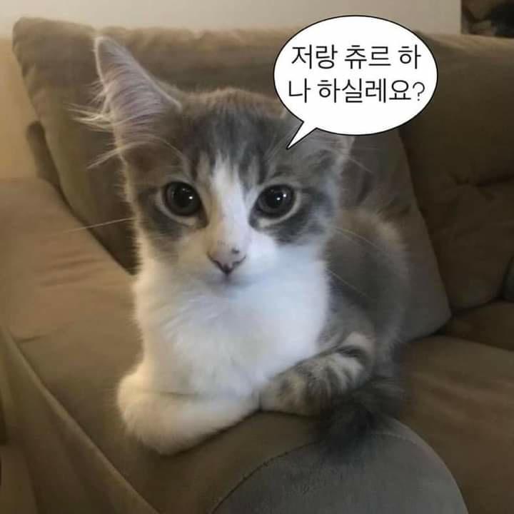 냥냥이