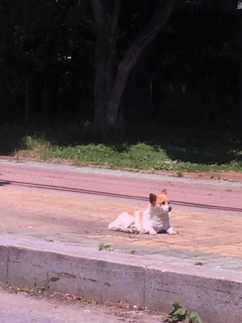 아 혹시 고양이 싫어할까봐 길가다가 본 멍무도 놓고감♡♡♡♡♡