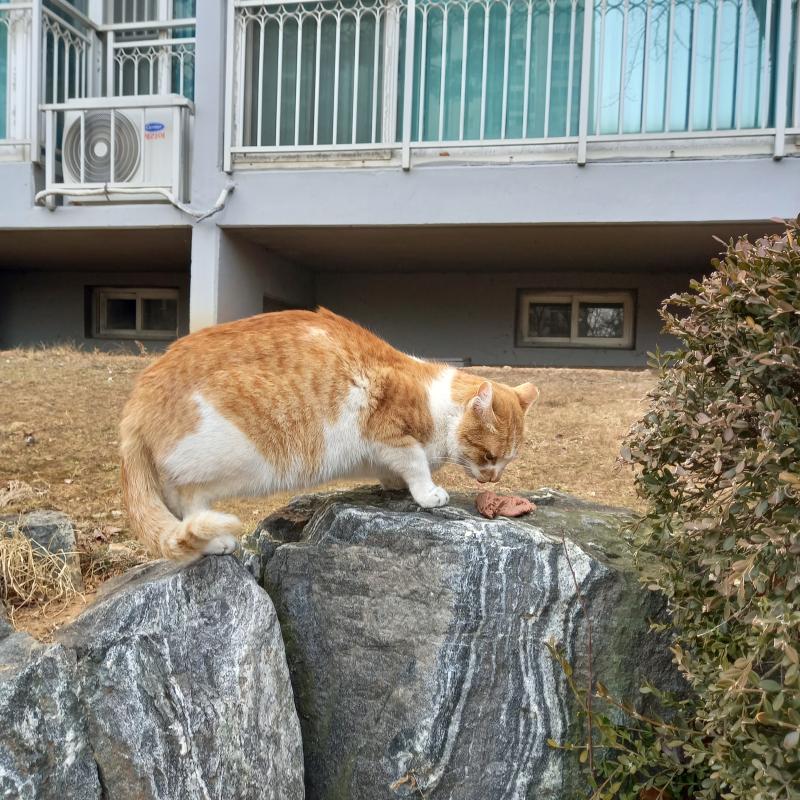 2/27 일 오전 새로운 갈색 고양이 노랑이 두 번째