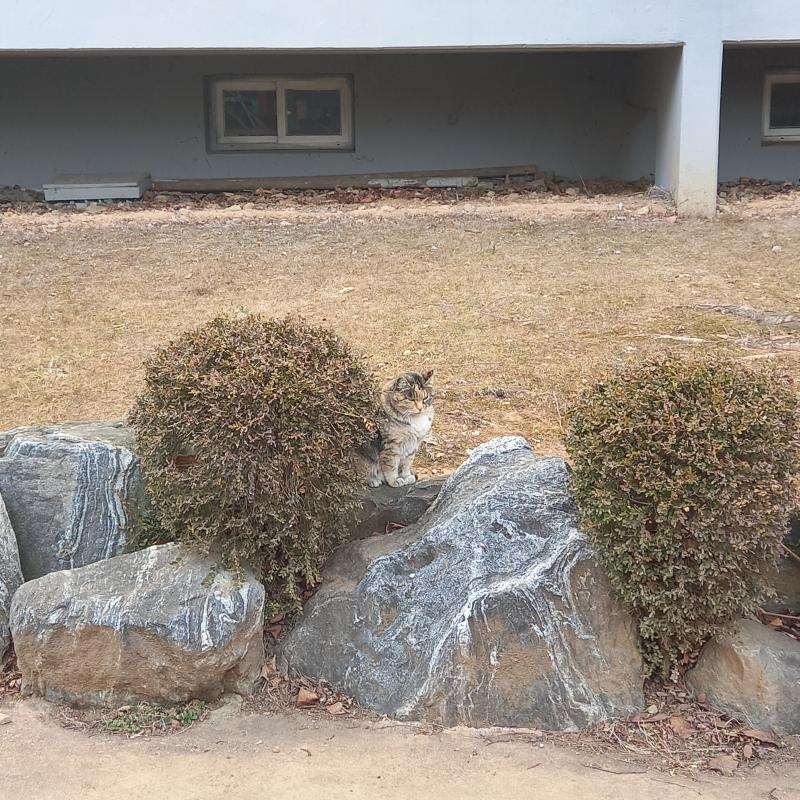 2/27 일 오전 새로운 갈색 고양이 노랑이 두 번째