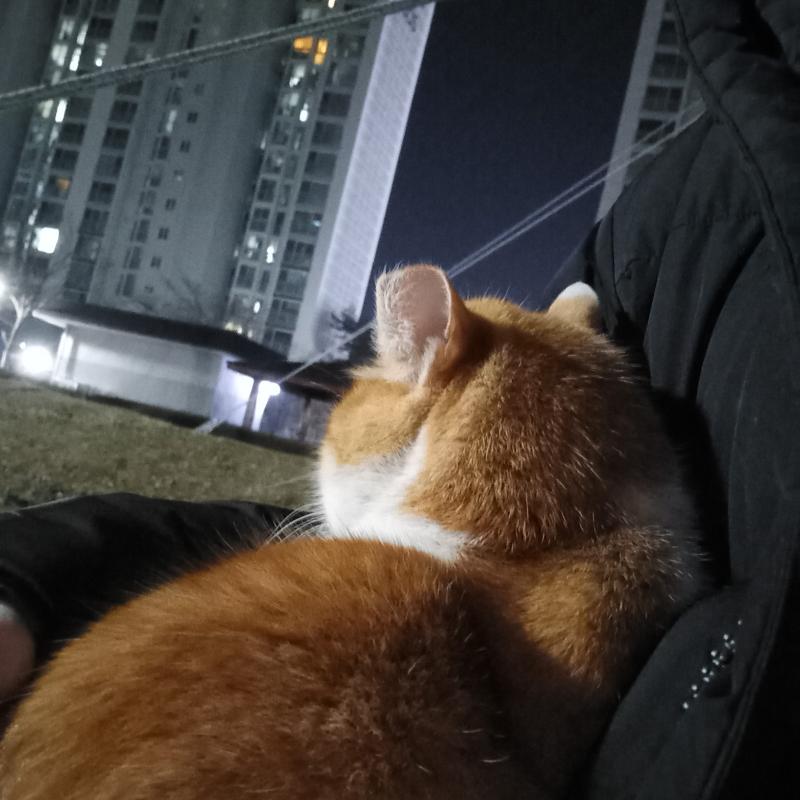 2/27 일 밤 꾹꾹이랑 골골송