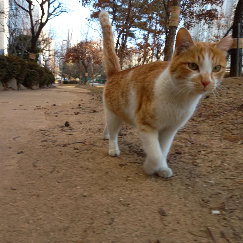 2/27 일 오전 새로운 갈색 고양이 노랑이 두 번째