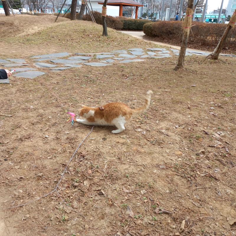 2/28 월 오후 장난감 츄르