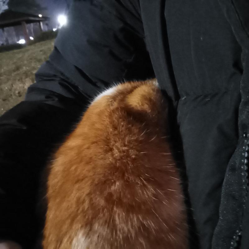 2/27 일 밤 꾹꾹이랑 골골송