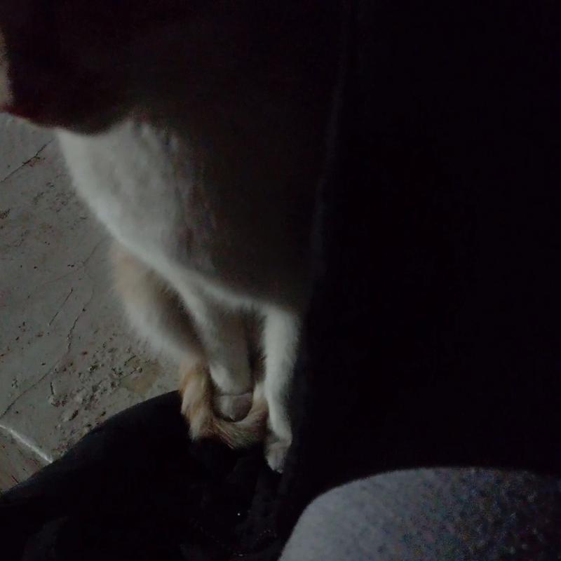 2/27 일 밤 꾹꾹이랑 골골송