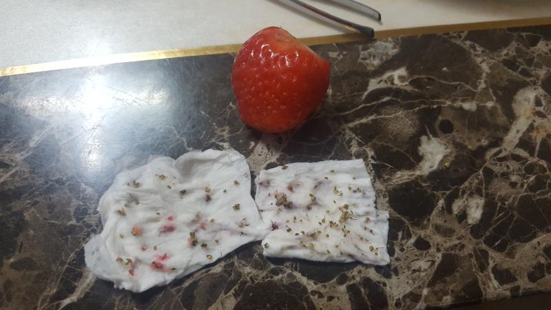 자가격리로 미친 인간은 딸기 씨를 하나하나 분리할 수 있다