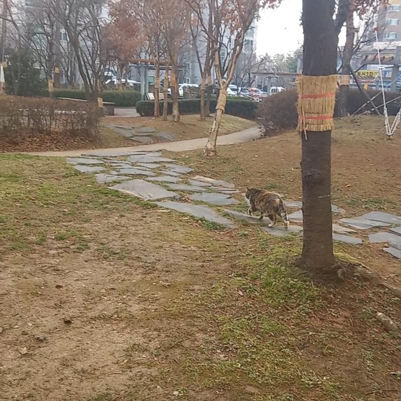 3/15 화 오후 밥 주시는 아주머니 오니까 갈색고양이 움직였다... 처음 봄