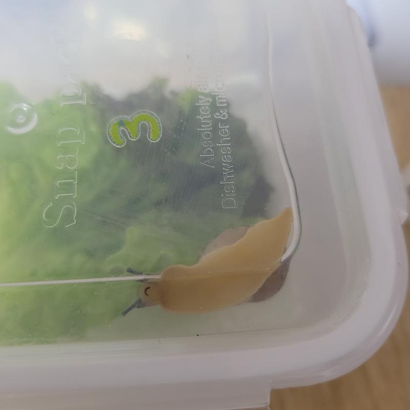 달팽구 입 제법 웃김 평소엔 잘 안보이는데 오늘 보니까 이러구있음 왤게 시무룩 입인데~~ :(