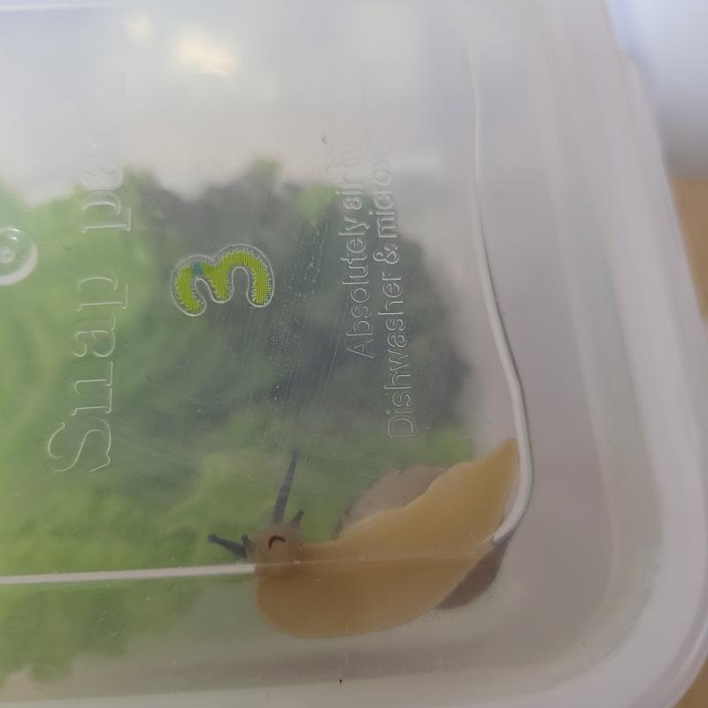 달팽구 입 제법 웃김 평소엔 잘 안보이는데 오늘 보니까 이러구있음 왤게 시무룩 입인데~~ :(