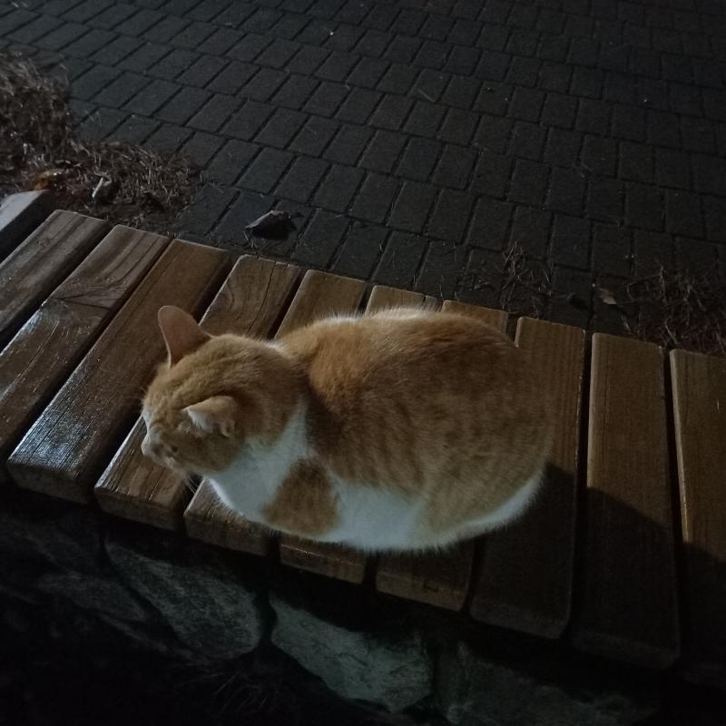 3/20 토 밤