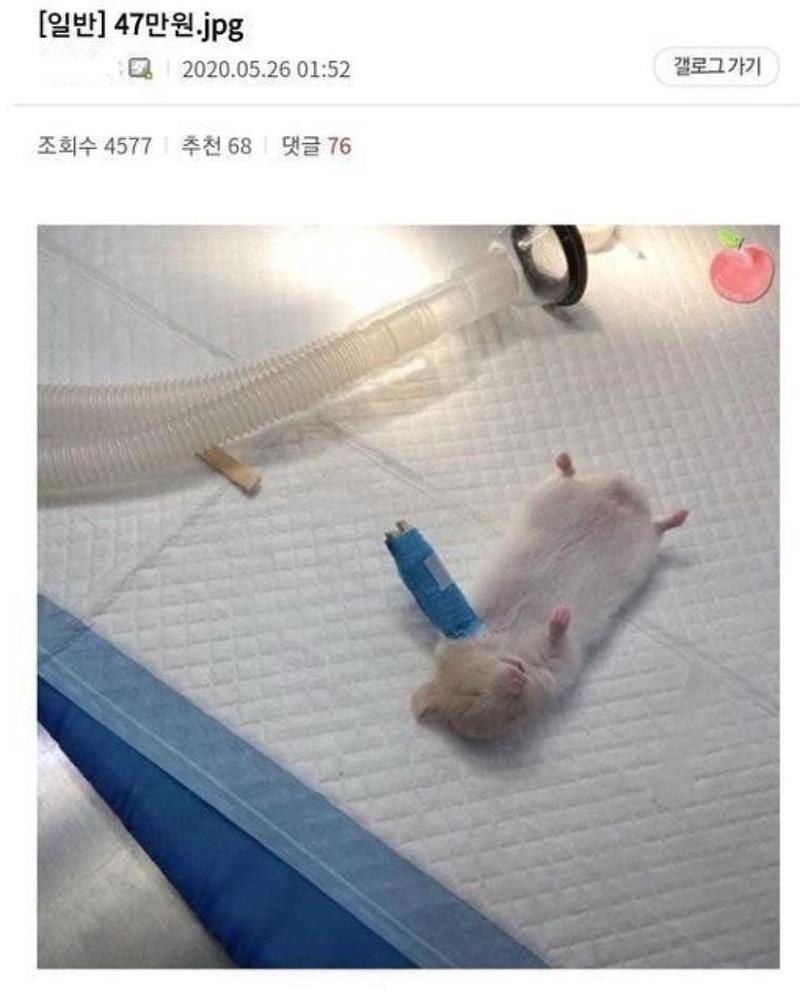 햄스터 치료비 47만원