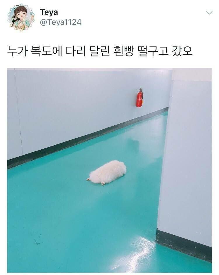 귀여운 것과 귀엽지 않은 것