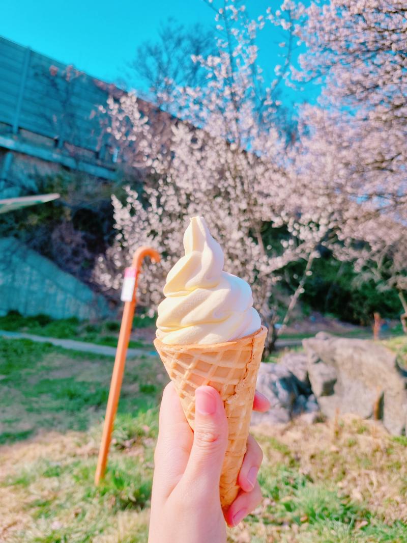 수업 마치고 룸메 언니랑 산책함 아이스크림 먹으면서 걷는데 햇살은 환하고 바람은 선선하니 완벽한 봄날씨더라 저번주 동기들과 왔을 땐 봉우리만 맺