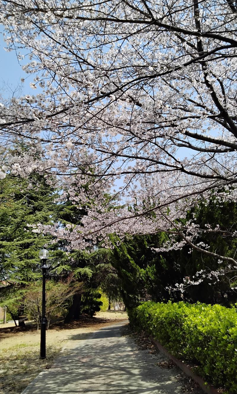 슬금슬금 벚꽃핀당~_~ 🌸 지나가다 생각나서 찍어봐썽