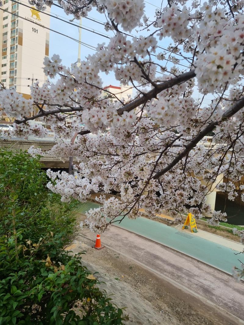 감자스 오늘의 벚꽃이야 이제 벚꽃 다 피었어!!!!