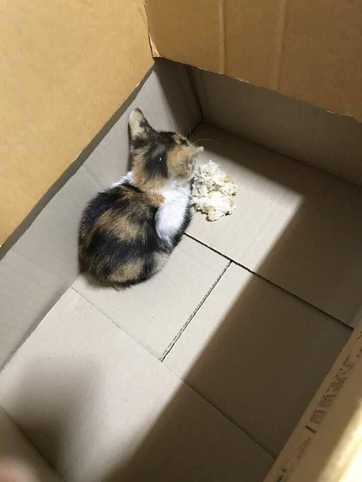 고양이가 밥을 안먹어요.jpg