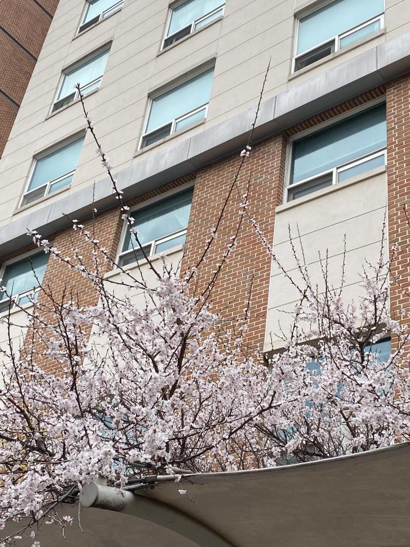 감자쓰 울학교 긱사 벚꽃이야!! 넘 뒷북이니ㅜ