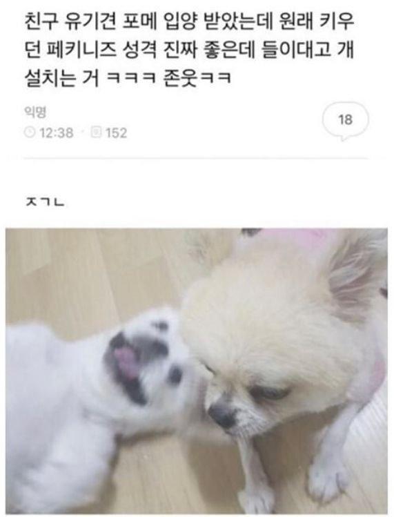 짤털이가 왔어요~짤털이~