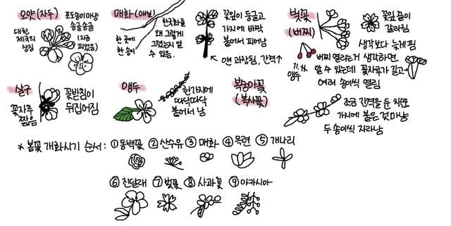 매화: 꽃자루 거의 없음, 꽃잎이 흩어질 정도로 벌어짐, 꽃잎이 둥긂, 한 군데에 한 송이씩, 잎보다 꽃이 먼저 살구꽃: 꽃자루 거의 없음, 꽃