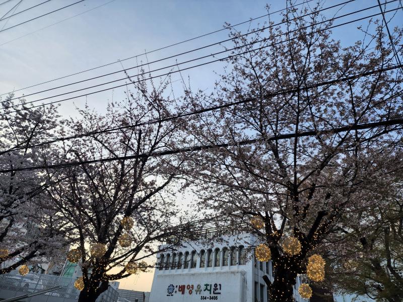 꽃 많이 폈다 진짜