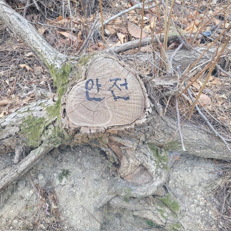 시간 남아서 뒷산 오솔길 올라갔는데 대체 위험하단겨 안전하단겨