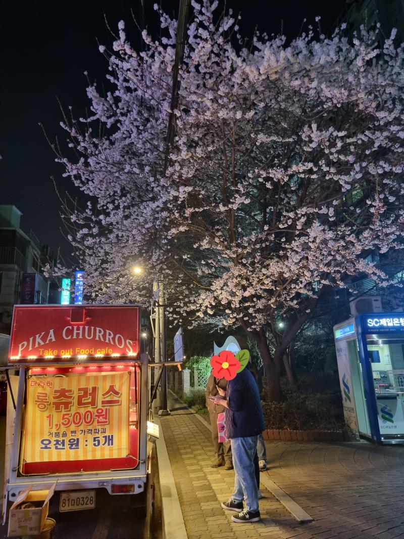 밤의 벚꽃