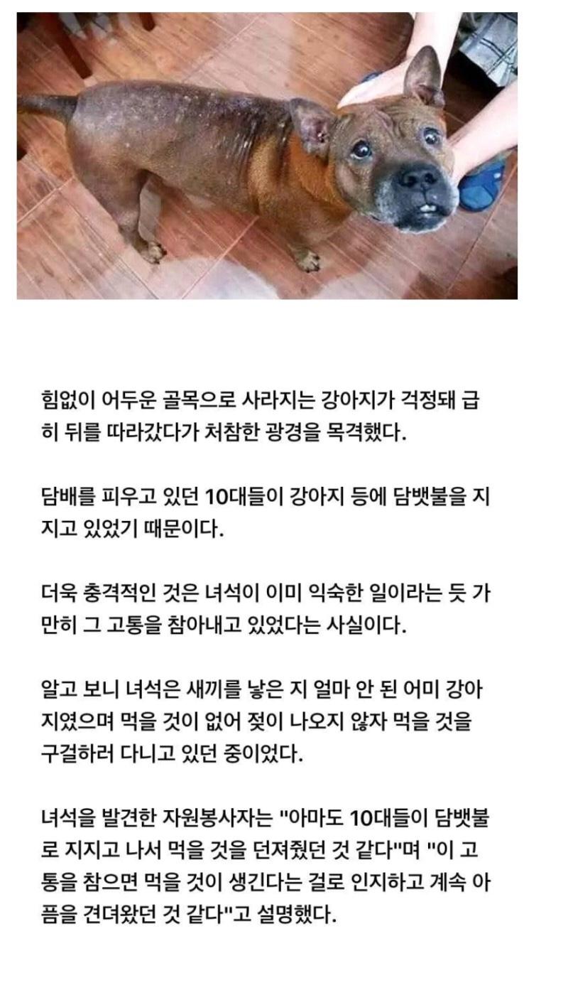 악마는 대체 뭐하냐? 말도 못하는 동물들 괴롭히는 인간 새끼들 안 잡아가고
