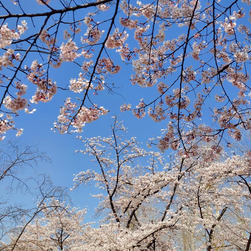 나도 벚꽃 사진 많이 찍고 싶었는데 길거리에서 사진 찍는 거 왠지 모르게 부끄러워서 슬쩍 찍은 사진밖에 없다 ㅋㅋㅋㅋㅋ