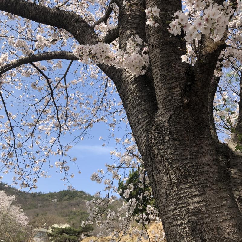 2022.4.10 아까 엄마랑 J랑 봉안당에 갔다왔어요. 아빠 발인이 엊그제 같은데, 벌써 한달이나 지났나봐요. 그사이에 봉안당 칸들이 엄청 많