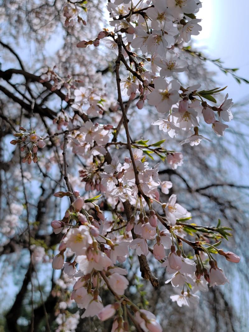 레주를 위한 벚꽃