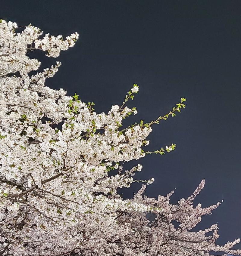 나도 벚꽃 사진 많이 찍고 싶었는데 길거리에서 사진 찍는 거 왠지 모르게 부끄러워서 슬쩍 찍은 사진밖에 없다 ㅋㅋㅋㅋㅋ