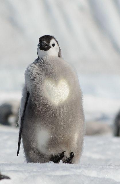 하트펭귄♡